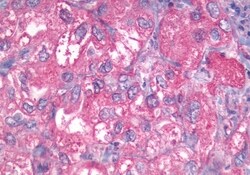 Invitrogen GPR27 Polyclonal Antibody 50 &mu;g; Unconjugated:Antibodies,