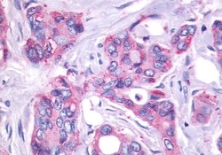 Invitrogen GPR27 Polyclonal Antibody 50 &mu;g; Unconjugated:Antibodies,