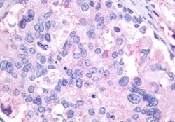 Invitrogen GPR27 Polyclonal Antibody 50 &mu;g; Unconjugated:Antibodies,