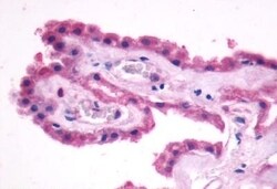Invitrogen GPR27 Polyclonal Antibody 50 &mu;g; Unconjugated:Antibodies,