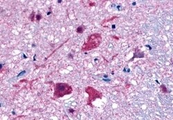 Invitrogen GPR27 Polyclonal Antibody 50 &mu;g; Unconjugated:Antibodies,