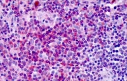 Invitrogen GPR30 Polyclonal Antibody 50 &mu;g; Unconjugated:Antibodies,