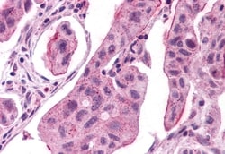 Invitrogen GPR30 Polyclonal Antibody 50 &mu;g | Buy Online | Invitrogen&trade; | Fisher Scientific
