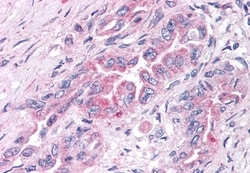 Invitrogen GPR30 Polyclonal Antibody 50 &mu;g | Buy Online | Invitrogen&trade; | Fisher Scientific