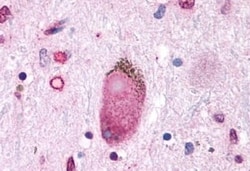Invitrogen GPR30 Polyclonal Antibody 50 &mu;g | Buy Online | Invitrogen&trade; | Fisher Scientific