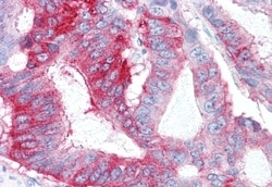 Invitrogen GPR31 Polyclonal Antibody 50 &mu;g; Unconjugated:Antibodies,