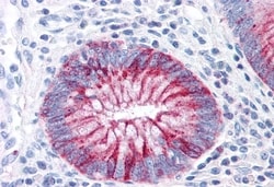 Invitrogen GPR31 Polyclonal Antibody 50 &mu;g; Unconjugated:Antibodies,
