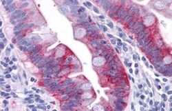 Invitrogen GPR31 Polyclonal Antibody 50 &mu;g; Unconjugated:Antibodies,