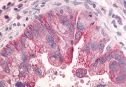 Invitrogen GPR31 Polyclonal Antibody 50 &mu;g; Unconjugated:Antibodies,