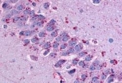 Invitrogen GPR31 Polyclonal Antibody 50 &mu;g; Unconjugated:Antibodies,