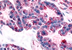 GPR32 Polyclonal Antibody, Invitrogen 50 &mu;g; Unconjugated:Antibodies,