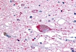 GPR32 Polyclonal Antibody, Invitrogen 50 &mu;g; Unconjugated:Antibodies,