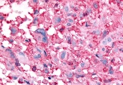 GPR32 Polyclonal Antibody, Invitrogen 50 &mu;g; Unconjugated:Antibodies,
