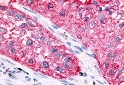 GPR32 Polyclonal Antibody, Invitrogen 50 &mu;g; Unconjugated:Antibodies,