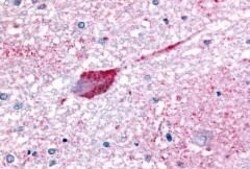 GPR32 Polyclonal Antibody, Invitrogen 50 &mu;g; Unconjugated:Antibodies,