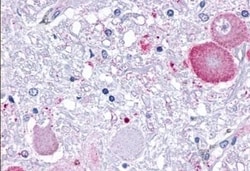 Invitrogen GPR34 Polyclonal Antibody 50 &mu;g; Unconjugated:Antibodies,