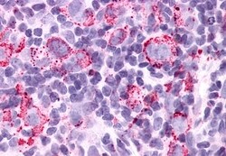 Invitrogen GPR34 Polyclonal Antibody 50 &mu;g; Unconjugated:Antibodies,