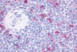 Invitrogen GPR34 Polyclonal Antibody 50 &mu;g; Unconjugated:Antibodies,