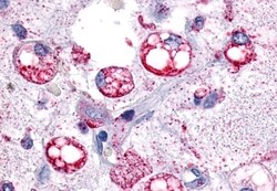 Invitrogen GPR34 Polyclonal Antibody 50 &mu;g; Unconjugated:Antibodies,