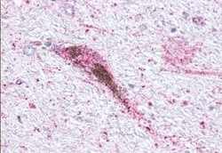 Invitrogen GPR34 Polyclonal Antibody 50 &mu;g; Unconjugated:Antibodies,