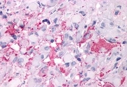 Invitrogen GPR34 Polyclonal Antibody 50 &mu;g; Unconjugated:Antibodies,