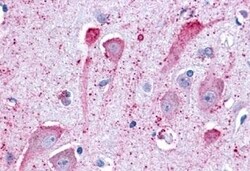 Invitrogen GPR34 Polyclonal Antibody 50 &mu;g; Unconjugated:Antibodies,