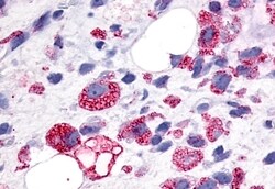 Invitrogen GPR34 Polyclonal Antibody 50 &mu;g; Unconjugated:Antibodies,