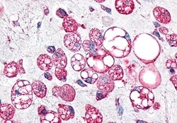 Invitrogen GPR34 Polyclonal Antibody 50 &mu;g; Unconjugated:Antibodies,