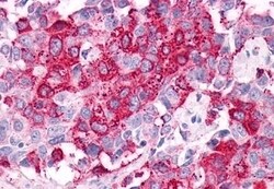 Invitrogen GPR34 Polyclonal Antibody 50 &mu;g; Unconjugated:Antibodies,