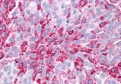 Invitrogen GPR34 Polyclonal Antibody 50 &mu;g; Unconjugated:Antibodies,