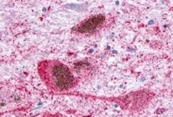 Invitrogen GPR34 Polyclonal Antibody 50 &mu;g; Unconjugated:Antibodies,