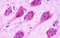 Invitrogen GPR35 Polyclonal Antibody 50 &mu;g; Unconjugated:Antibodies,