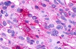 Invitrogen GPR35 Polyclonal Antibody 50 &mu;g; Unconjugated:Antibodies,