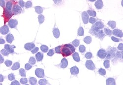 Invitrogen GPR35 Polyclonal Antibody 50 &mu;g; Unconjugated:Antibodies,