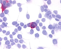 Invitrogen GPR35 Polyclonal Antibody 50 &mu;g; Unconjugated:Antibodies,