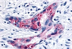 Invitrogen GPR35 Polyclonal Antibody 50 &mu;g; Unconjugated:Antibodies,