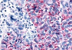 Invitrogen GPR35 Polyclonal Antibody 50 &mu;g; Unconjugated:Antibodies,