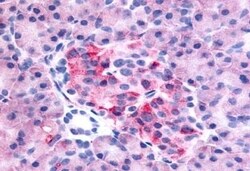 Invitrogen GPR35 Polyclonal Antibody 50 &mu;g; Unconjugated:Antibodies,