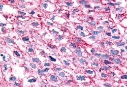 Invitrogen GPR35 Polyclonal Antibody 50 &mu;g; Unconjugated:Antibodies,