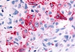 Invitrogen GPR35 Polyclonal Antibody 50 &mu;g; Unconjugated:Antibodies,