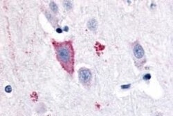 Invitrogen GPR35 Polyclonal Antibody 50 &mu;g; Unconjugated:Antibodies,