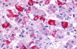 Invitrogen GPR39 Polyclonal Antibody 50 &mu;g; Unconjugated:Antibodies,