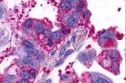 Invitrogen GPR4 Polyclonal Antibody 50 &mu;g; Unconjugated:Antibodies,