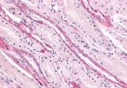 Invitrogen GPR4 Polyclonal Antibody 50 &mu;g; Unconjugated:Antibodies,