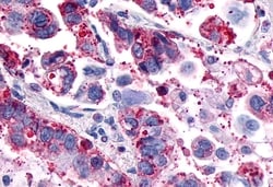 Invitrogen GPR4 Polyclonal Antibody 50 &mu;g; Unconjugated:Antibodies,