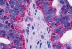 Invitrogen GPR4 Polyclonal Antibody 50 &mu;g; Unconjugated:Antibodies,
