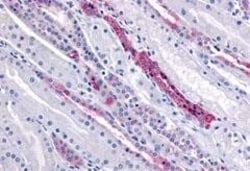 Invitrogen GPR4 Polyclonal Antibody 50 &mu;g; Unconjugated:Antibodies,
