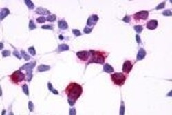Invitrogen GPR4 Polyclonal Antibody 50 &mu;g; Unconjugated:Antibodies,