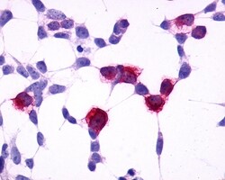 Invitrogen GPR4 Polyclonal Antibody 50 &mu;g; Unconjugated:Antibodies,