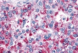 Invitrogen GPR4 Polyclonal Antibody 50 &mu;g; Unconjugated:Antibodies,